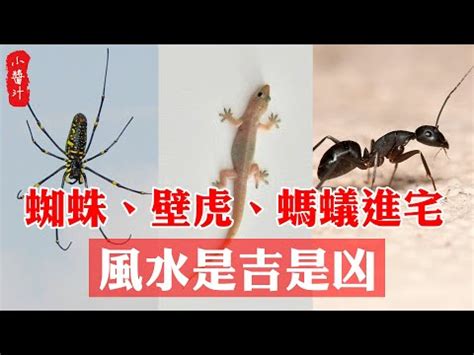 四腳蛇入屋風水|四腳蛇來訪風水妙用